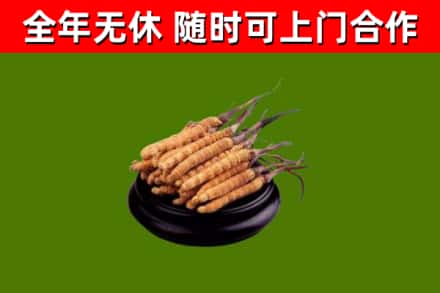 方正县回收散虫草