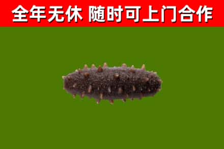 方正县回收海参干